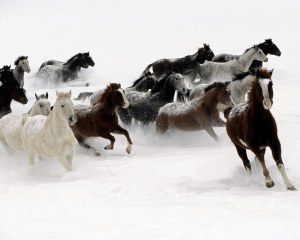galloping-horse-wallpaper