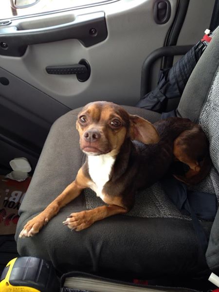 10485333_536047559856729_6602667747480357097_n