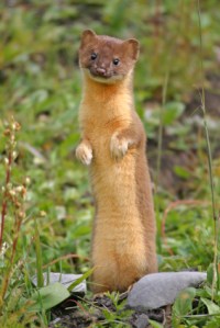 weasel5