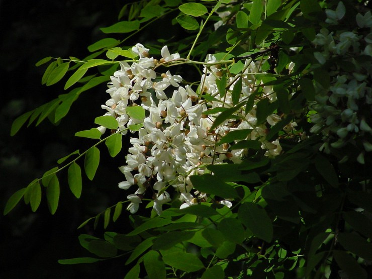 4060347144_5263d06615_b