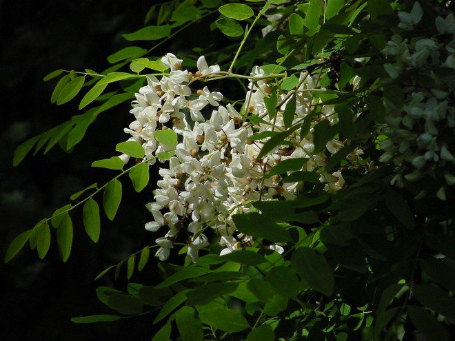 4060347144_5263d06615_b