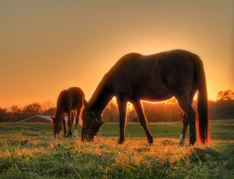 mother-son-colts-neck-nj