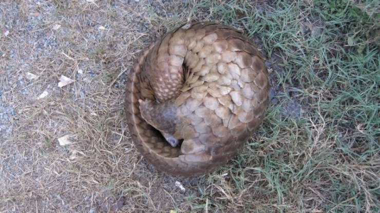 curled-pangolin