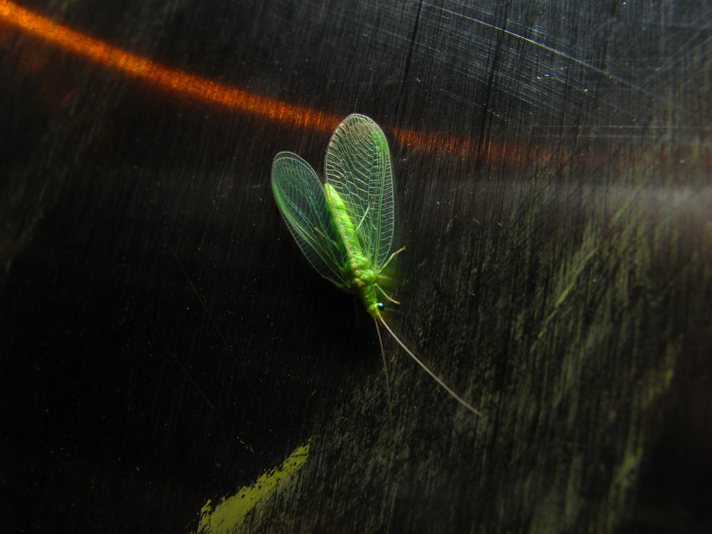 3722405531_6f628764c7_b