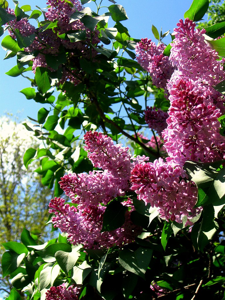 4526892261_e064e37c38_o